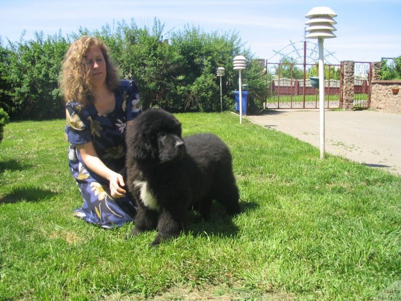 Фото: Irina Pavlovskaya (Ирина Павловская), ньюфаундленд Majestic Goodsoul Nait'End'Dey (Мэджестик Гудсоул Найт энд Дэй)