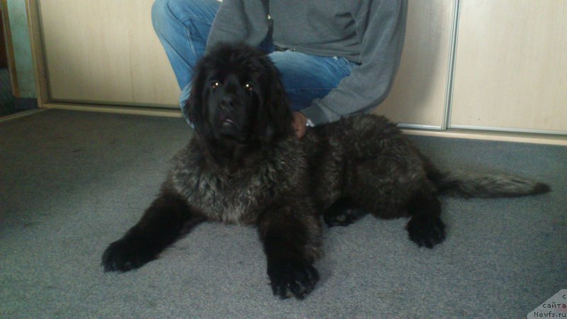 Фото: ньюфаундленд Majestic Goodsoul Only Love