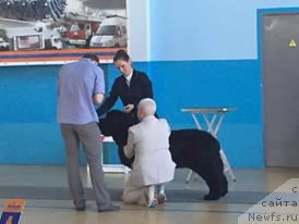 Фото: ньюфаундленд Beguschaya po Volnam CHek Poynt (Бегущая по Волнам Чек Пойнт)