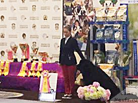 Фото: ньюфаундленд Beguschaya po Volnam CHek Poynt (Бегущая по Волнам Чек Пойнт)