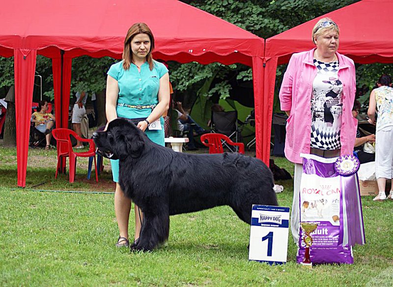 Фото: ньюфаундленд Beguschaya po Volnam CHicharitto (Бегущая по Волнам Чичаритто)