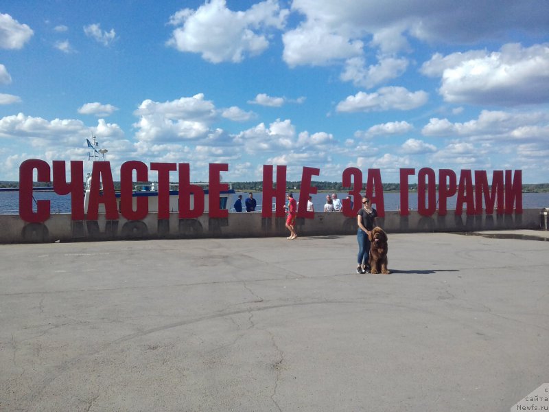 Фото: ньюфаундленд Charli The Best Helfi Pel (Чарли Де Бест Хелфи Пэл)