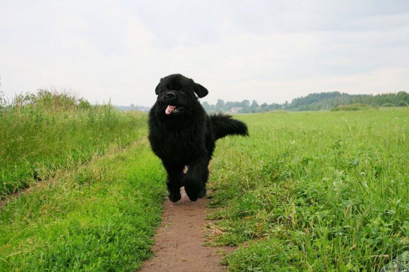 Фото: ньюфаундленд Chernaya Mafia Short and Sweet (Черная Мафия Шорт анд Свеет)