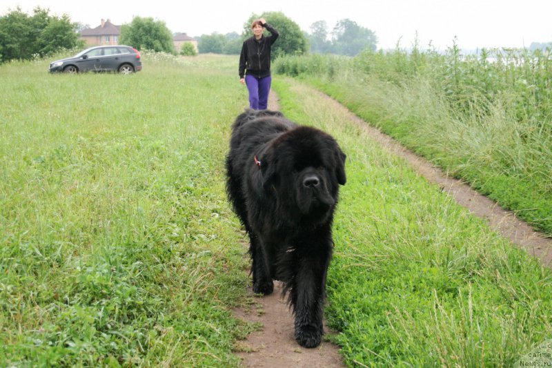 Фото: ньюфаундленд Chernaya Mafia Short and Sweet (Черная Мафия Шорт анд Свеет)