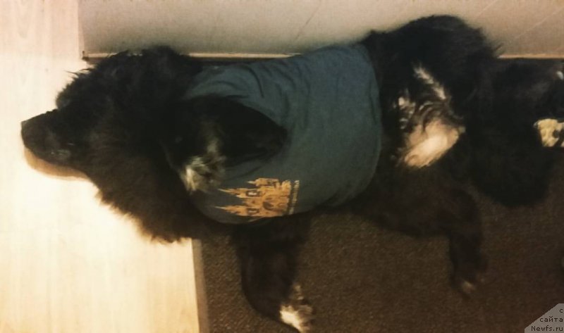 Фото: ньюфаундленд Velyke Malyatko Bayaderka Yurka