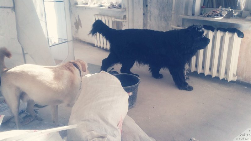 Фото: ньюфаундленд Velyke Malyatko Bayaderka Yurka