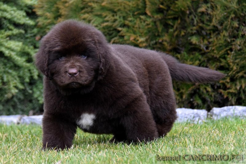 Фото: ньюфаундленд Faraon Cancrimo