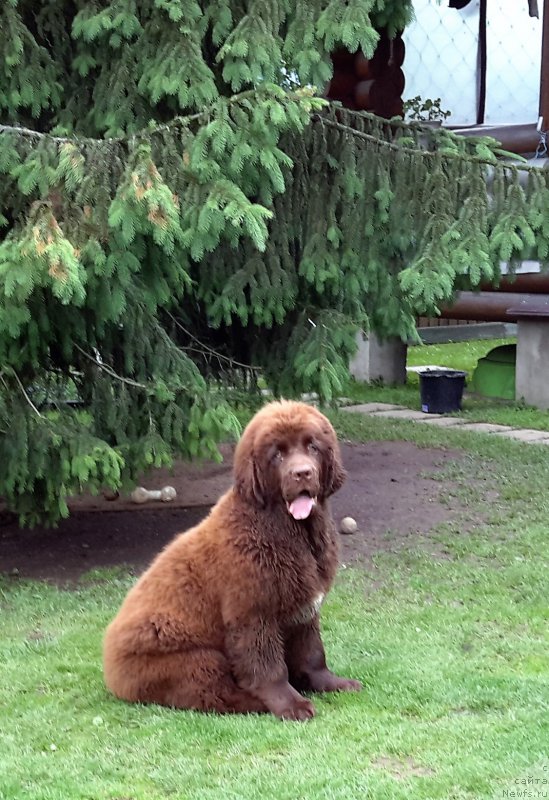 Фото: ньюфаундленд Faraon Cancrimo