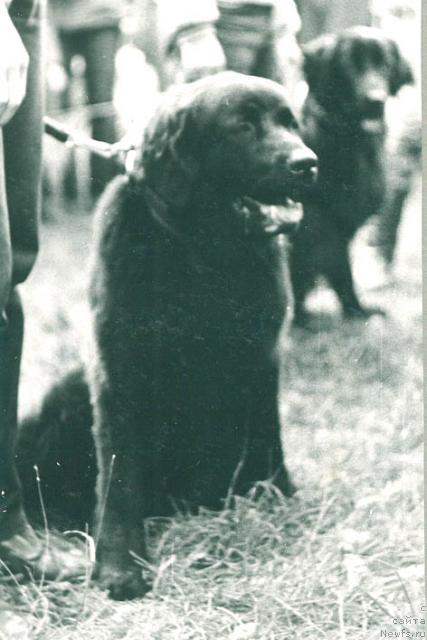 Фото: ньюфаундленд Juja (Жужа)