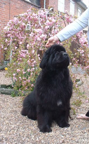 Фото: ньюфаундленд Watervalley Peggy Davies by Evanpark