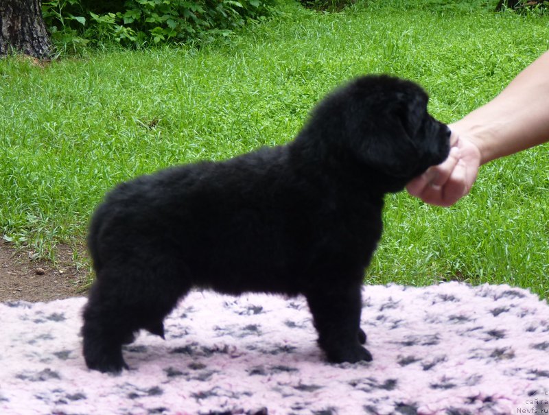 Фото: ньюфаундленд Smigar Severnaya Verona (Смигар Северная Верона), ньюфаундленд Greatfire Stalker iz Volotova