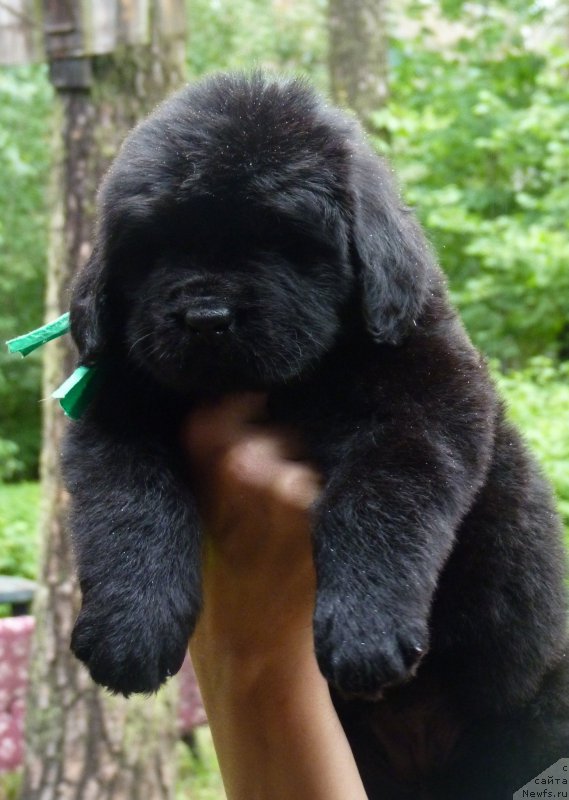 Фотография № 209930