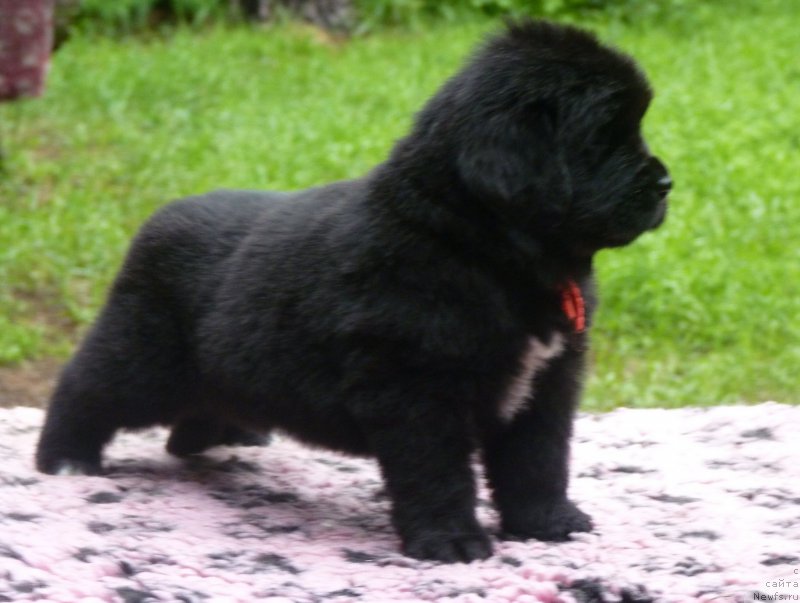 Фотография № 209931