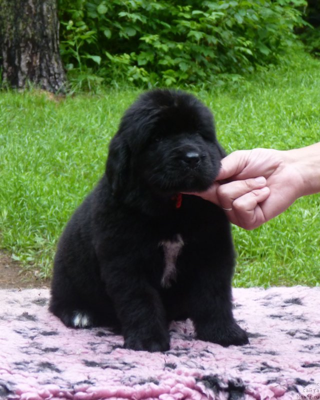 Фотография № 209934