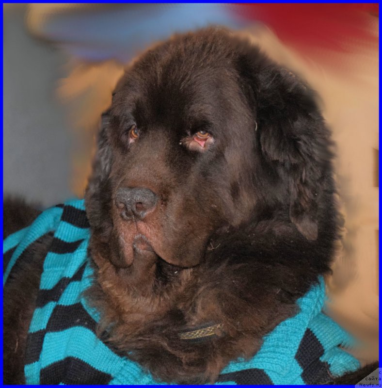 Фото: ньюфаундленд Fann'yuf Ura YA s Vami (Фанньюф Ура Я с Вами)