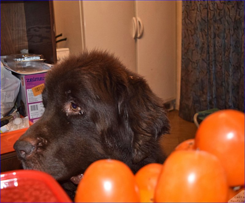 Фотография № 209939