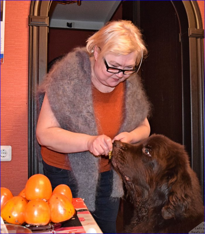 Фото: ньюфаундленд Fann'yuf Ura YA s Vami (Фанньюф Ура Я с Вами), Tat'yana Konstantinova (Татьяна Константинова)