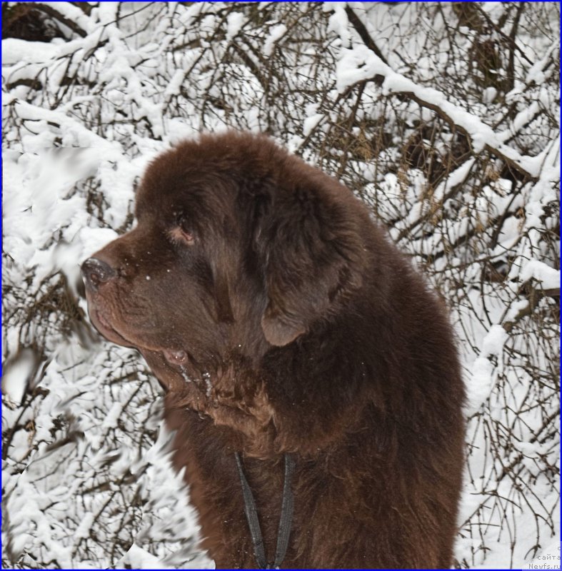 Фото: ньюфаундленд Fann'yuf Ura YA s Vami (Фанньюф Ура Я с Вами)