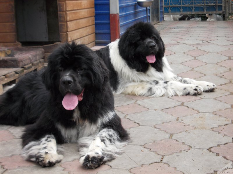 Фото: ньюфаундленд Everiya ot Sibirskogo Medvedya (Еверия от Сибирского Медведя)