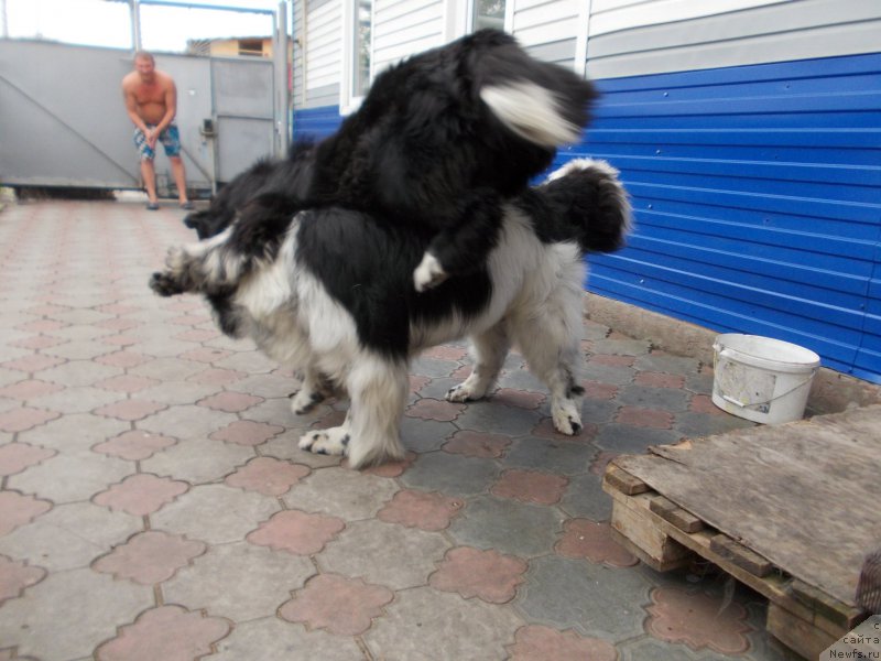 Фото: ньюфаундленд Everiya ot Sibirskogo Medvedya (Еверия от Сибирского Медведя)