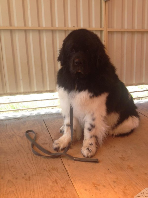 Фото: ньюфаундленд CHernyiy SHarm Vankuver (Черный Шарм Ванкувер)