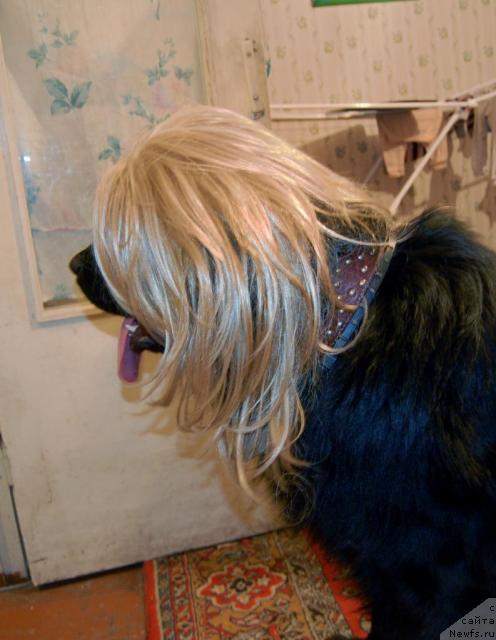 Фото: ньюфаундленд Ryicar' Blagorodnyiy ot Marleon Dusvik (Рыцарь Благородный от Марлеон Дусвик)