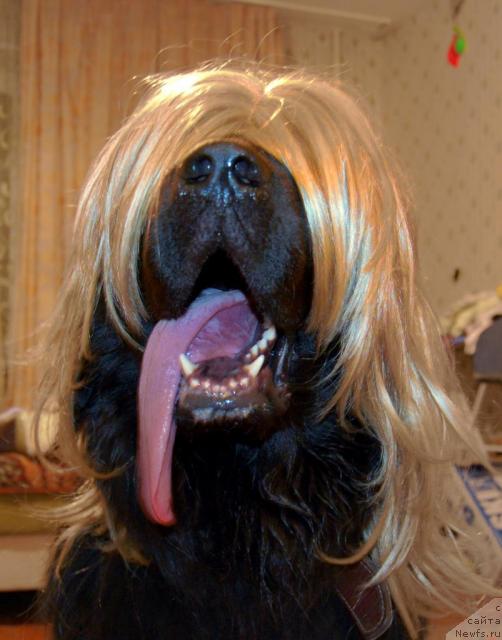 Фото: ньюфаундленд Ryicar' Blagorodnyiy ot Marleon Dusvik (Рыцарь Благородный от Марлеон Дусвик)