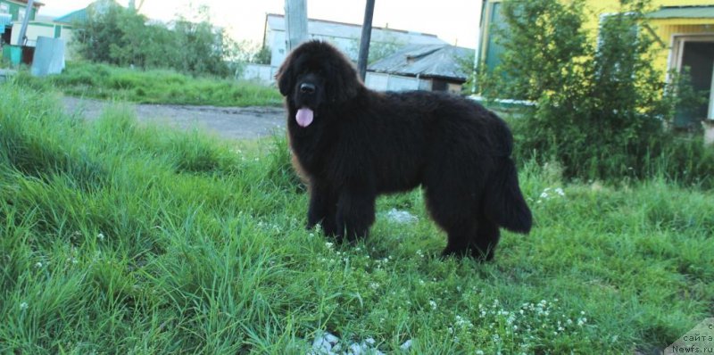 Фото: ньюфаундленд YEvening viz YU (Эвенинг виз Ю)