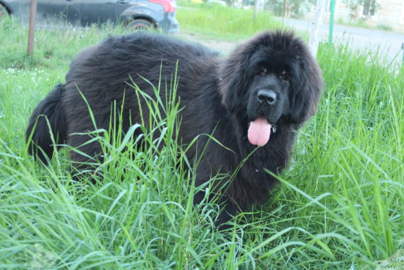 Фото: ньюфаундленд YEvening viz YU (Эвенинг виз Ю)