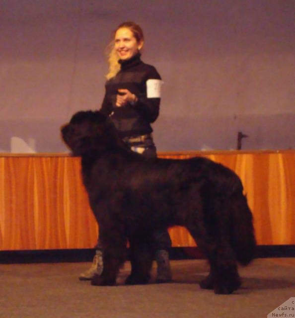 Фото: ньюфаундленд Mag Ispolin Kopperfil'd (Маг Исполин Копперфильд), Aleksandra Kanunnikova (Александра Канунникова)