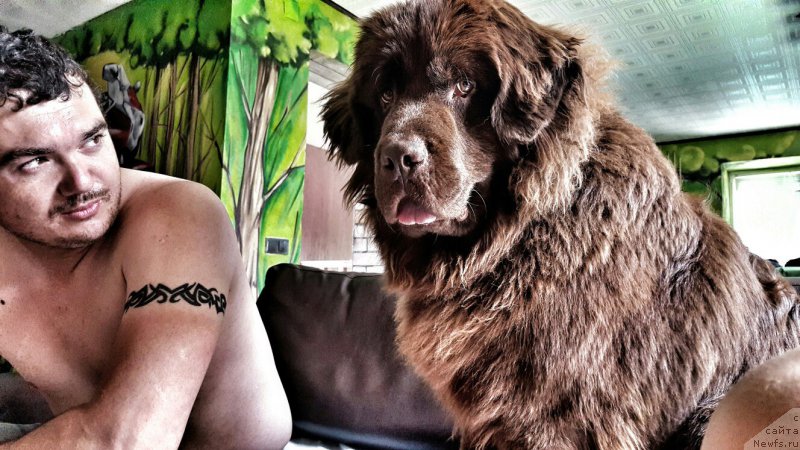 Фото: ньюфаундленд Cherniy Balu Zlatogor (Черный Балу Златогор)