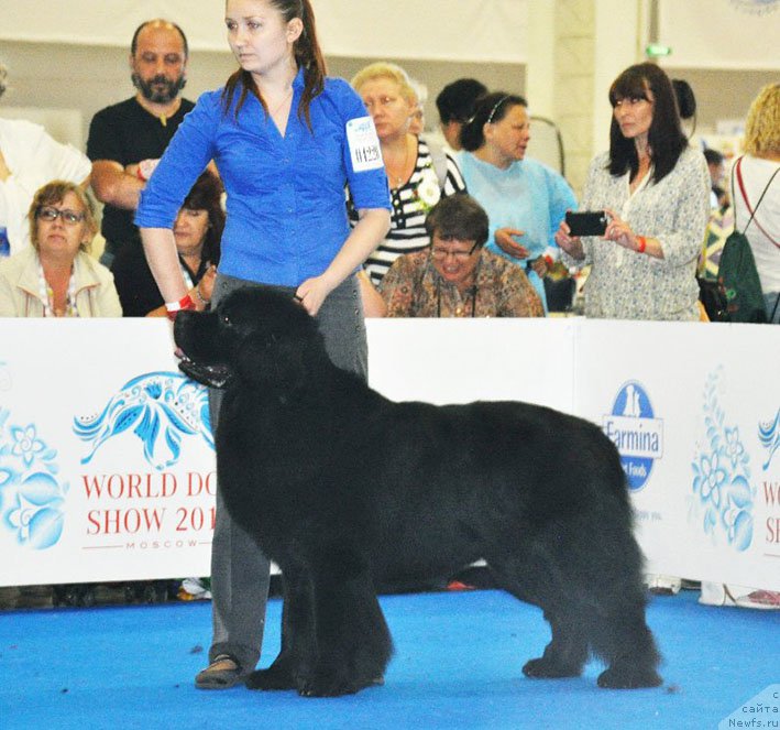 Фото: ньюфаундленд Chernyj Chank s Berega Dona (Черный Чанк с Берега Дона)