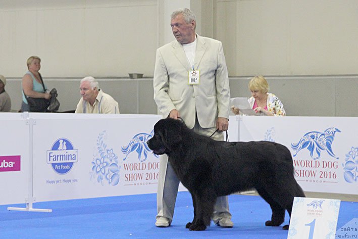 Фото: ньюфаундленд Zhorzhetta s Berega Dona (Жоржетта с Берега Дона)