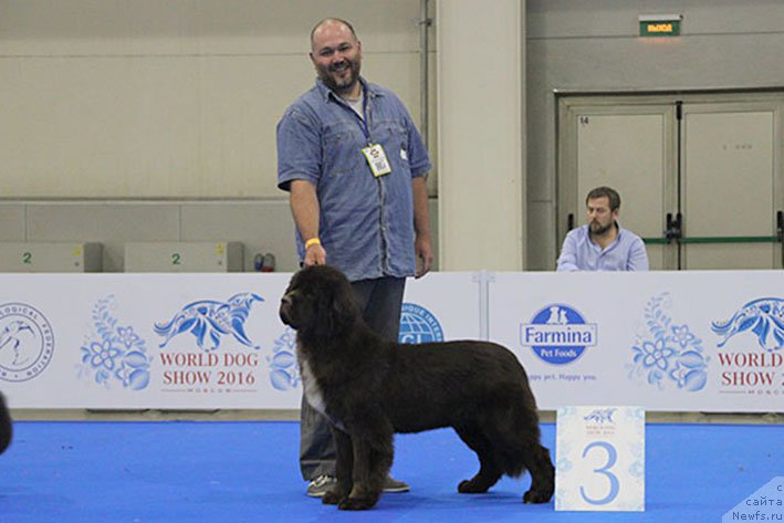Фото: ньюфаундленд Gospozha Udacha s Berega Dona (Госпожа Удача с Берега Дона)