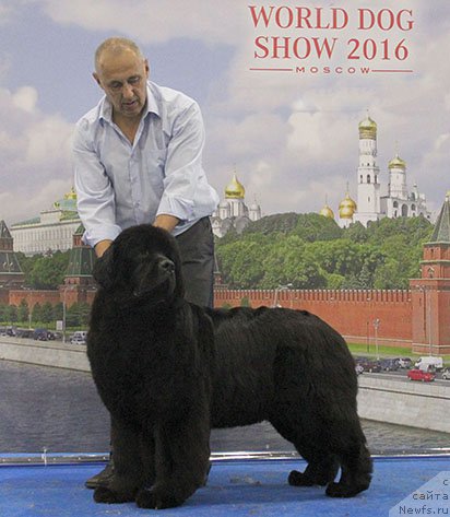 Фото: ньюфаундленд Chudo Choice Zvezdnyj Dar s Berega Dona (Чудо Чойс Звездного Дара с Берега Дона)