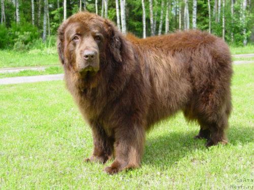 Фото: ньюфаундленд Obush SHed Tan Defis Tori (Обуш Шед Тан Дефис Тори)