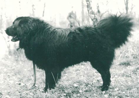 Фото: ньюфаундленд Oliver YUt (Оливер Ют)