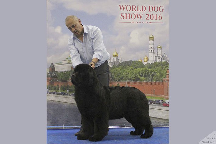 Фото: ньюфаундленд Chudo Choice Zvezdnyj Dar s Berega Dona (Чудо Чойс Звездного Дара с Берега Дона)