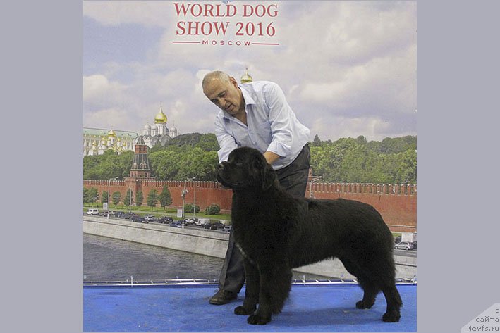 Фото: ньюфаундленд Zvezdnij Dar Brittany