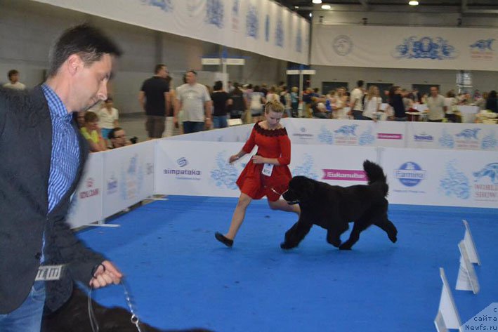 Фото: ньюфаундленд Vpered Zovuschaya s Berega Dona (Вперед Зовущая с Берега Дона)