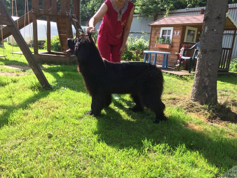 Фотография № 210005