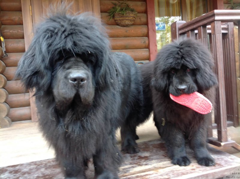 Фото: ньюфаундленд Smigar Afrodita Medichi (Смигар Афродита Медичи), ньюфаундленд Kalina Krasnaya iz Antagrada (Калина Красная из Антаграда)