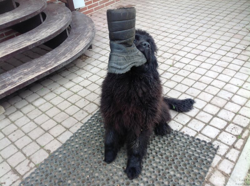 Фото: ньюфаундленд Smigar Afrodita Medichi (Смигар Афродита Медичи)