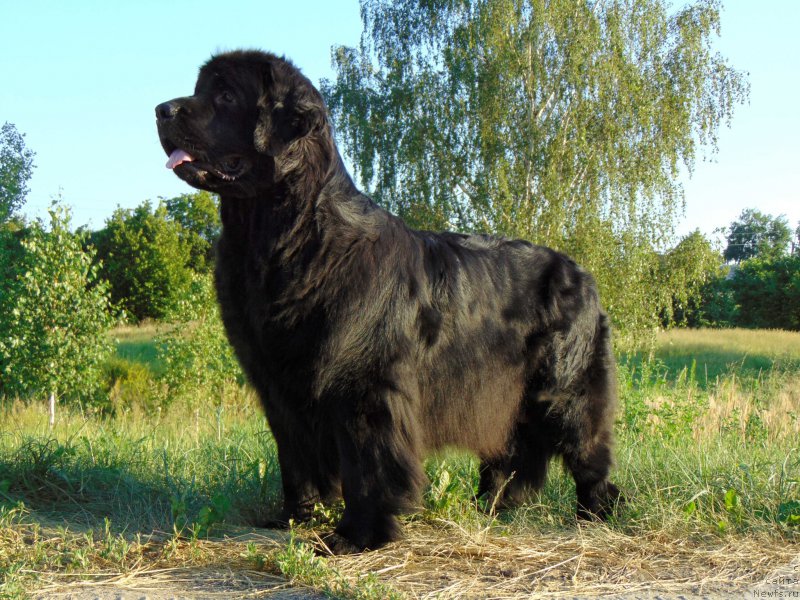 Фото: ньюфаундленд Oshelomitel'naya Yukino Bolshoj Malysh