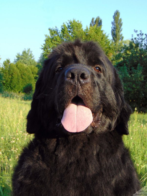 Фото: ньюфаундленд Oshelomitel'naya Yukino Bolshoj Malysh