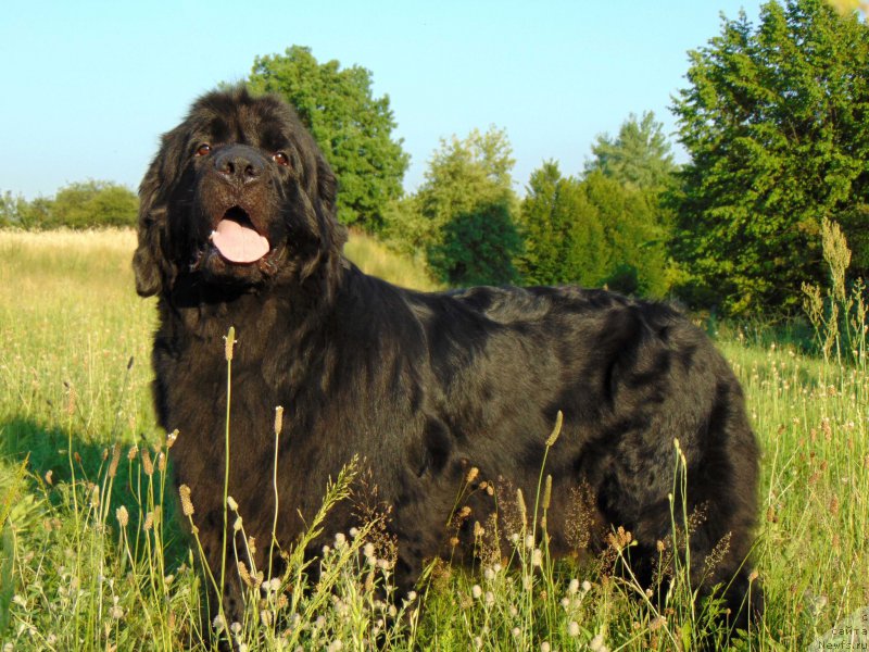 Фото: ньюфаундленд Oshelomitel'naya Yukino Bolshoj Malysh
