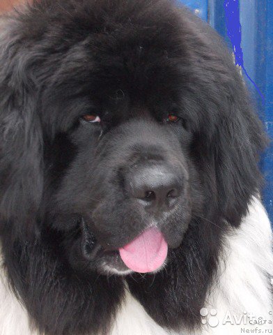 Фото: ньюфаундленд Vargas de la Massa Armando (Варгас Де Ла Масса Армандо)