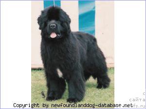 Фото: ньюфаундленд Cayuga Edwuardo for Merrybear