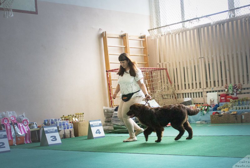 Фото: ньюфаундленд Braunblad MSK Stella Sofi (Браунблад МСК Стелла Софи)