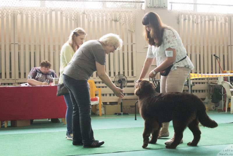 Фото: ньюфаундленд Braunblad MSK Stella Sofi (Браунблад МСК Стелла Софи)